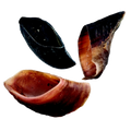 #9 Hooves (Beef Hooves)