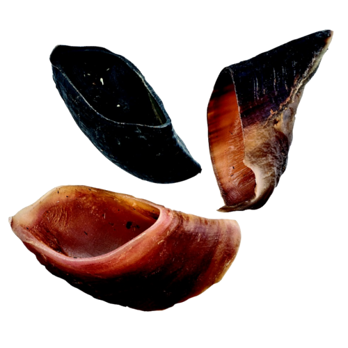#9 Hooves (Beef Hooves)